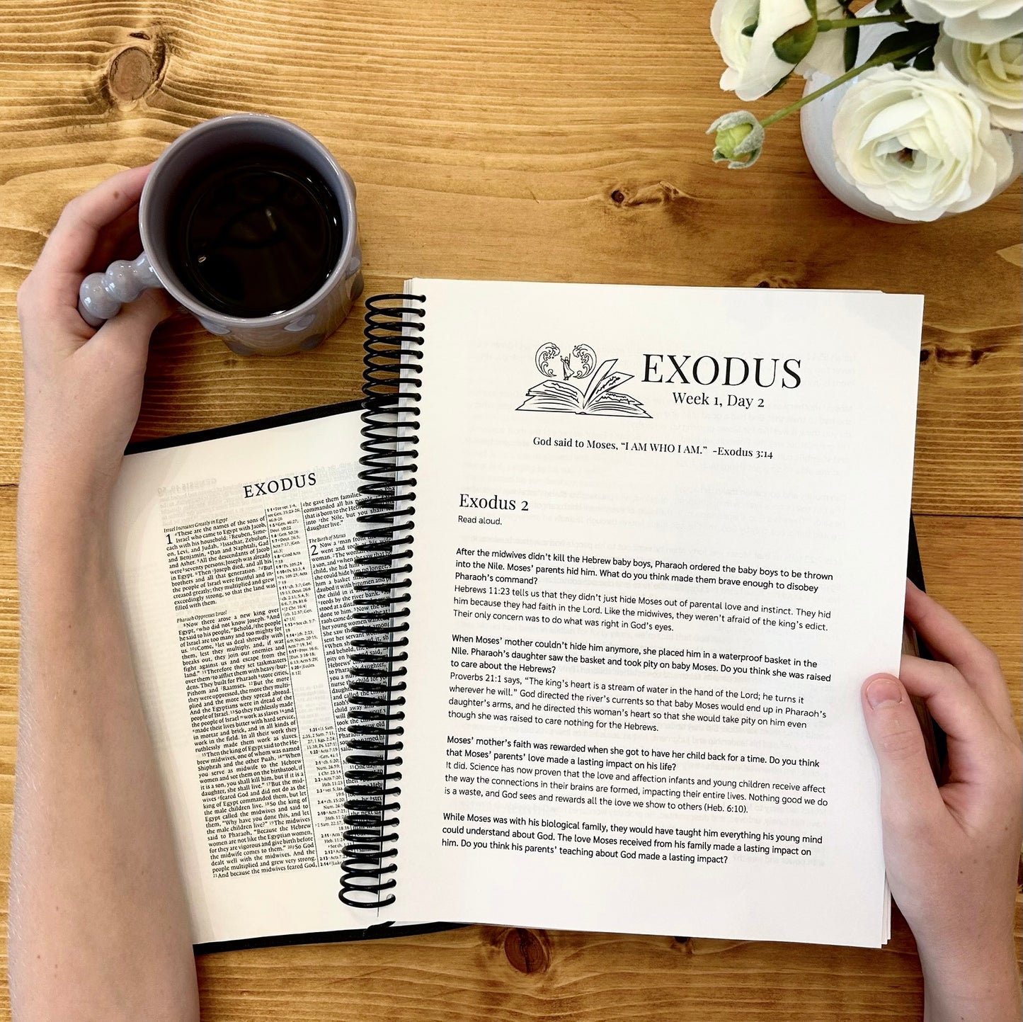 Pentateuch Bible Study Discussion Guide- Bundle & Save!